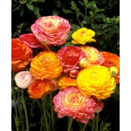 The Ranunculus Sunset Mixture