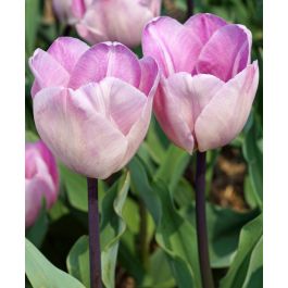 Tulip Jacuzzi | John Scheepers Beauty from Bulbs