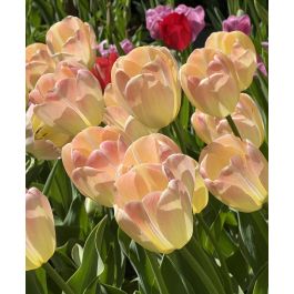 Tulip Canary Melon | John Scheepers Beauty From Bulbs