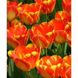 ooo112 　marihoja Abaca Lace Tulip Tulip Banja Luka