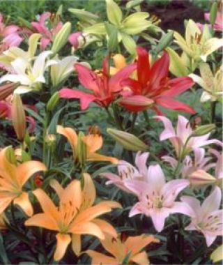 Naturalizing Lily Mixtures | John Scheepers Beauty from Bulbs