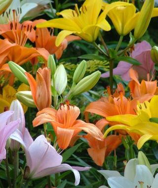 LILy　N organic Plenium Asiatic Lily Bulbs - Tango Mix | Flower Bulbs | Eden Brothers