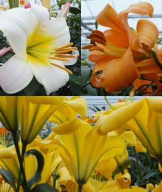 LILy　N organic Plenium Asiatic Lily Bulbs - Tango Mix | Flower Bulbs | Eden Brothers