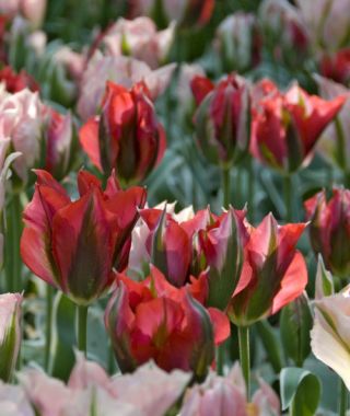 Green Tulips | John Scheepers Beauty from Bulbs