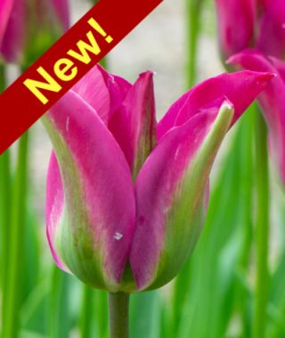 Green Tulips | John Scheepers Beauty from Bulbs