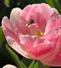 The Magic Carpet Tulip Mixture | John Scheepers Beauty from Bulbs