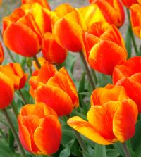 The Finest Single Tulip Mixture | John Scheepers Beauty from Bulbs