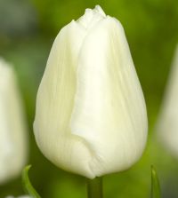 The Finest Single Tulip Mixture | John Scheepers Beauty from Bulbs