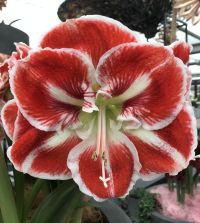 White and Red Striped Amaryllis Gift Box