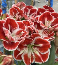 White and Red Striped Amaryllis Gift Box