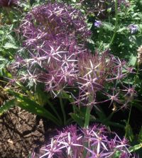 allium ☆ 16002 Allium atropurpureum