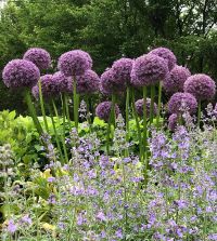 Allium Pinball Wizard | John Scheepers Beauty from Bulbs