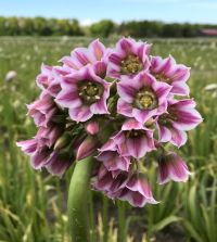 Allium tripedale | John Scheepers Beauty from Bulbs