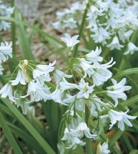 Allium triquetrum | John Scheepers Beauty from Bulbs