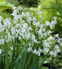 Allium triquetrum | John Scheepers Beauty from Bulbs