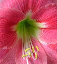 Amaryllis Amalfi