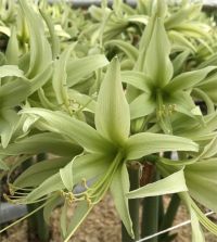 Cybister Amaryllis Evergreen