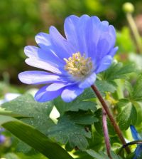 Anemone blanda Blue Shades