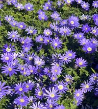 Anemone blanda Blue Shades | John Scheepers Beauty from Bulbs