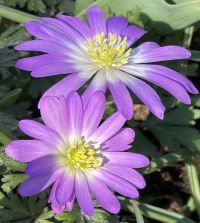 Anemone blanda Charmer | John Scheepers Beauty from Bulbs