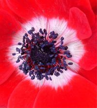 Anemone Giant His Excellency (Single)