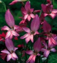 Gladiolus communis ssp byzantinus