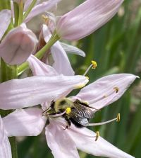 Camassia leichtlinii Pink Stars | John Scheepers Beauty from Bulbs