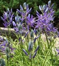 Camassia quamash Blue Melody | John Scheepers Beauty from Bulbs