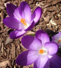 Crocus tommasinianus Barr's Purple | John Scheepers Beauty from Bulbs