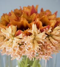 Hyacinthus orientalis Gypsy Queen | John Scheepers Beauty from Bulbs