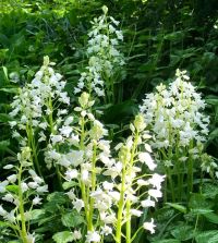 Hyacinthoides hispanica White City