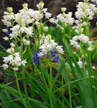 Hyacinthoides hispanica White City