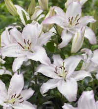 鹿乃 遠恋(サイン入り)＆Lily，Lily Oriental Lily Brasilia | John Scheepers Beauty from Bulbs
