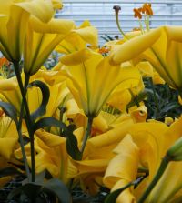 The Creamsicle Planet Lily Mixture | John Scheepers Beauty from Bulbs