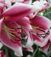 Lily Friso | John Scheepers Beauty from Bulbs