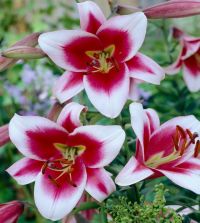 Lily Friso | John Scheepers Beauty from Bulbs