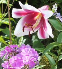 Lily Friso | John Scheepers Beauty from Bulbs