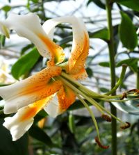 LILY  513ASzATC3L._AC_UF350,