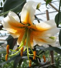 Lily henryi Lady Alice | John Scheepers Beauty from Bulbs