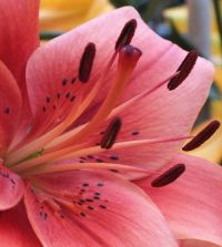 Asiatic Lily Pearl Loraine | John Scheepers Beauty from Bulbs