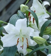 Lily Casa Blanca | John Scheepers Beauty From Bulbs