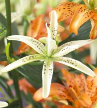 Lilyです＊ Asiatic Lily Must See | John Scheepers Beauty From Bulbs