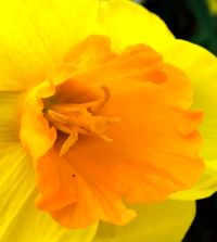 Narcissus Classic Garden
