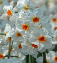 Narcissus Cragford | John Scheepers Beauty from Bulbs