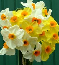 Narcissus Cragford | John Scheepers Beauty from Bulbs