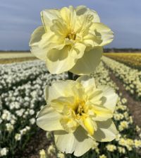 Narcissus Dancing Moonlight | John Scheepers Beauty From Bulbs