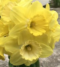 Narcissus Fellows Favorite | John Scheepers Beauty from Bulbs