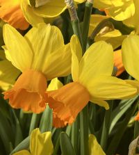 Narcissus Jetfire | John Scheepers Beauty from Bulbs