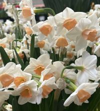 Tazetta Narcissus Kapiti Peach | John Scheepers Beauty from Bulbs