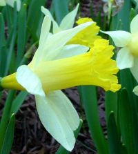 The Miniature Narcissus Mixture